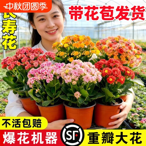 优选长寿花盆栽重瓣特大A花苗好养室内花卉植物四季开.带花苞大花
