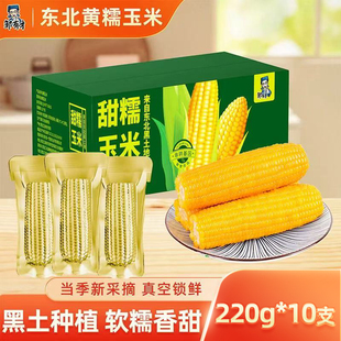 东北农家自种应季新货东北黄糯玉米棒10支黄金铝箔装低脂黄糯香甜