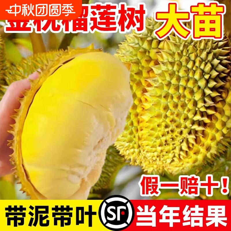 泰国金枕榴莲树苗|超3000次加购图片