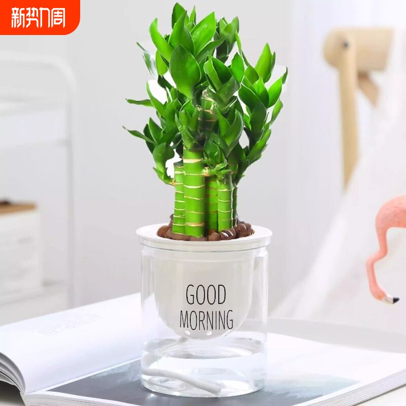 富贵竹盆栽室内绿植丛生含盆净化空气新手易养办公桌面装饰