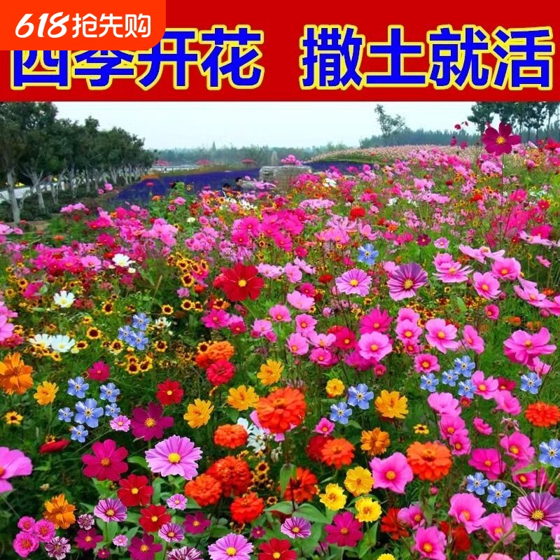 野花组合花种子室外除虫菊花种籽子四季开花庭院格桑花种大全重瓣
