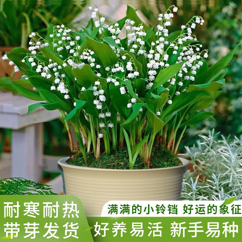 香水铃兰花庭院阳台耐寒耐热花卉图片