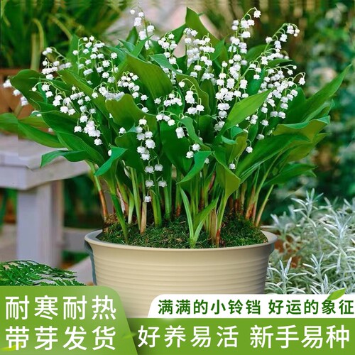 香水铃兰花庭院阳台耐寒耐热花卉