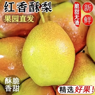 正宗红香酥梨头茬当季现摘香梨青梨子脆甜特产新鲜水果整箱包邮