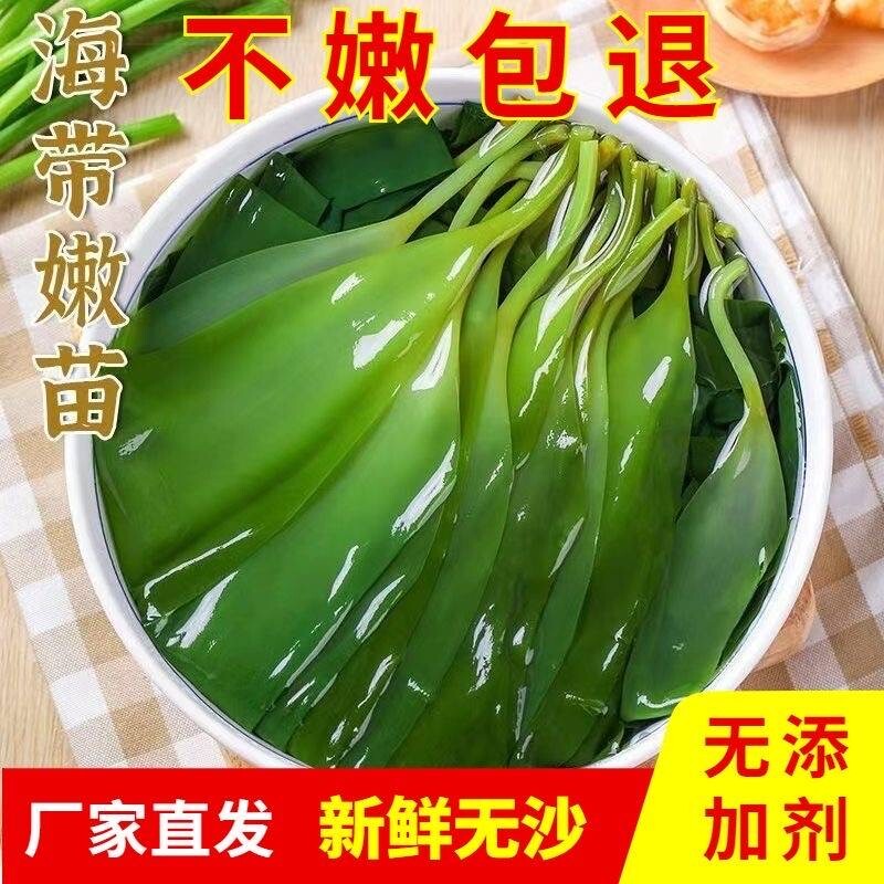 霞浦海带干海带苗新鲜薄小海带芽非特级海藻菜干海带凉拌火锅食材