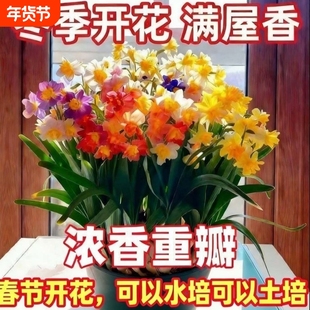 重瓣水仙花直发水仙水仙花矮化室内水培开花春节香味植物年货冬天