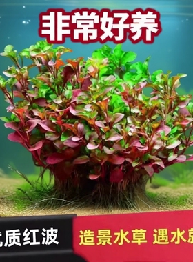 红波坨草自带营养底座沉底水草DIY扦插养鱼植物红色阴性中后景草