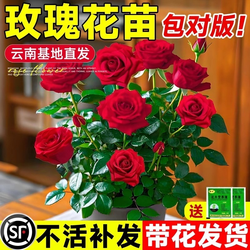 玫瑰花苗带花苞蔷薇月季特大花四季开花阳台盆栽花卉室内外绿植物
