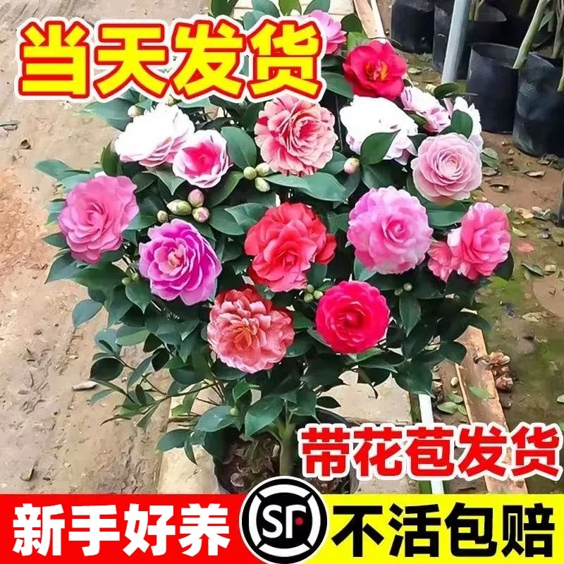 山茶花盆栽带花苞好养树苗杜鹃花卉植物室内五色赤丹四季开花阳台