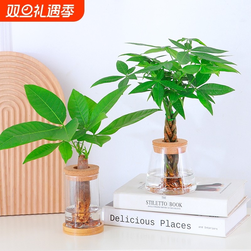 水培发财树盆栽植物室内好养观叶绿植办公室桌面招财网红盆栽花卉