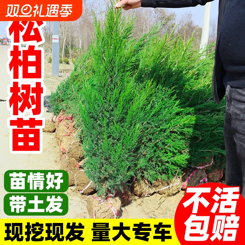 松柏树苗塔柏侧柏龙柏庭院行道风景大树园林工程绿化乔木四季常青