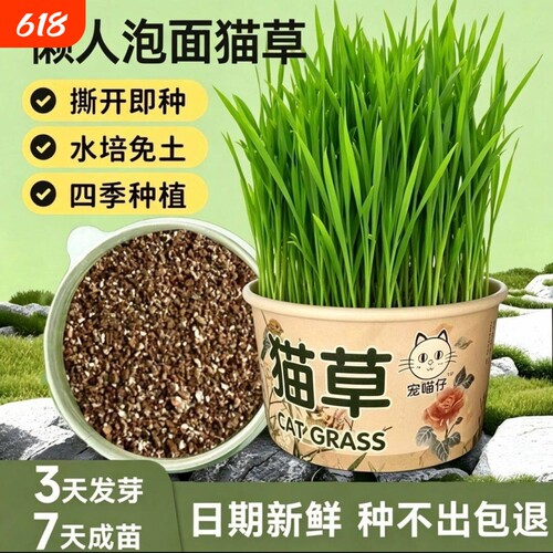 猫草春季款猫草无土猫草猫零食化毛猫咪用品懒人自种猫草