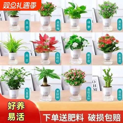 绿萝发财树室内盆栽|千人收藏