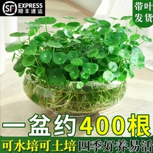 铜钱草小绿植水培植物水养草籽花卉室内盆栽金钱草四季好养活易活