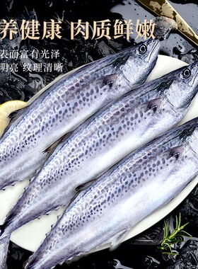 冷冻新鲜大鲅鱼鲅鱼马鲛鱼整条燕鲅鱼马友鱼海鲜马交鱼批发海鲜