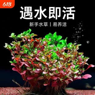 红波水草沉底植物好养鱼缸造景阴性增氧水培植物浮萍定植淡水优质