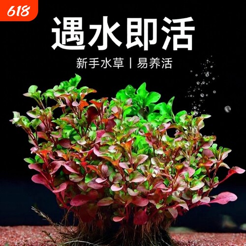 红波水草沉底植物好养鱼缸造景阴性增氧水培植物浮萍定植火焰淡水
