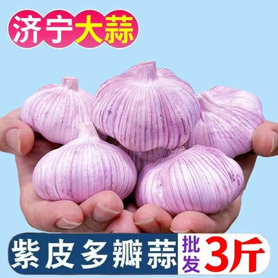 【十足干】山东紫白皮大蒜头干蒜批发红皮大蒜子优质多瓣大蒜便宜