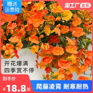 耐寒凌霄花苗爬藤植物四季 开花卉好养绿植盆栽庭院阳台炮仗花大苗