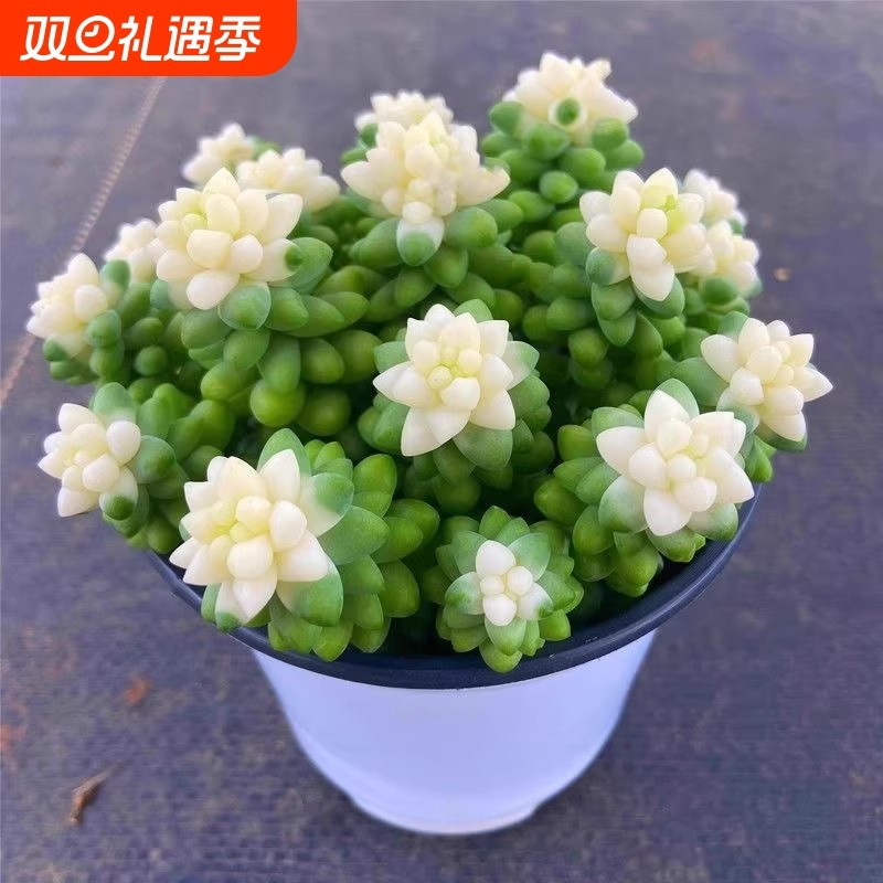 绿植室内雪花玉坠锦多肉植物奶油玉缀盆栽好养活多头老桩组合阳台