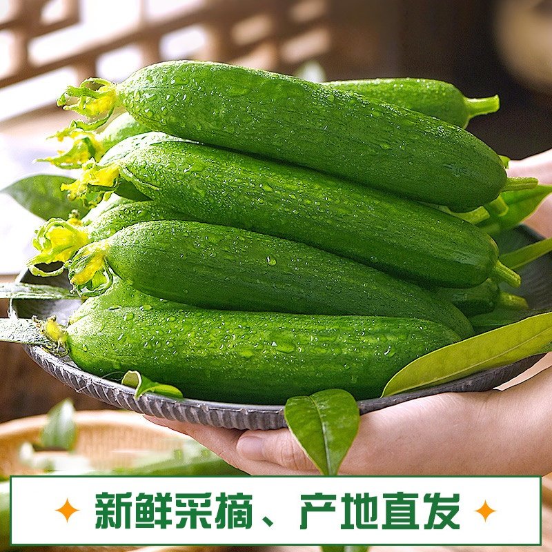 水果黄瓜 5 斤装新鲜小黄瓜脆嫩生吃蔬菜整箱现发,水产肉类/新鲜蔬果/熟食,黄瓜,淘宝优惠券,粉丝福利购,淘宝优惠卷