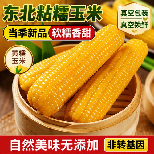 正宗东北新鲜黄糯玉米软糯拉丝真空包装寒地黑土一季早餐香甜糯香