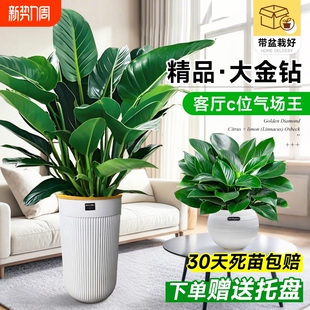 大叶金钻盆栽客厅大型绿植绿萝绿公主室内办公室去除甲醛四季 好养