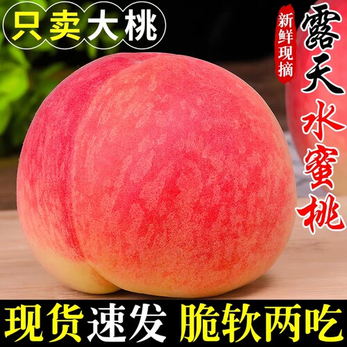 新鲜水蜜桃露天当季现摘水果软油春雪毛桃子脆甜整箱时令季节鲜果