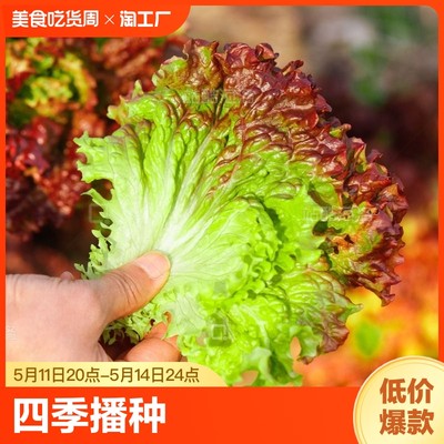 紫生菜种子种籽孑苗四季意大利菜籽籽种奶油蔬菜球孔雀菜春季超甜