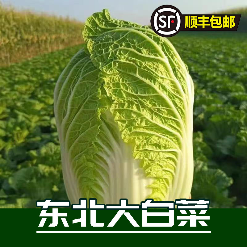 正宗东北大白菜新鲜冬储菜霜打白菜鲜嫩好吃可做辣白菜酸菜整箱发