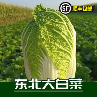 白菜蔬菜时令野菜送货上门可做酸菜 东北大黄心白菜秋季 顺丰 包邮