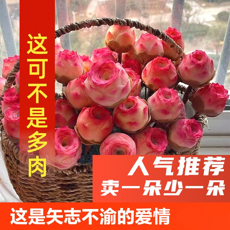 山地玫瑰多肉老桩植物室内盆栽粉耶罗鸡蛋绿植花卉客厅阳台带盆
