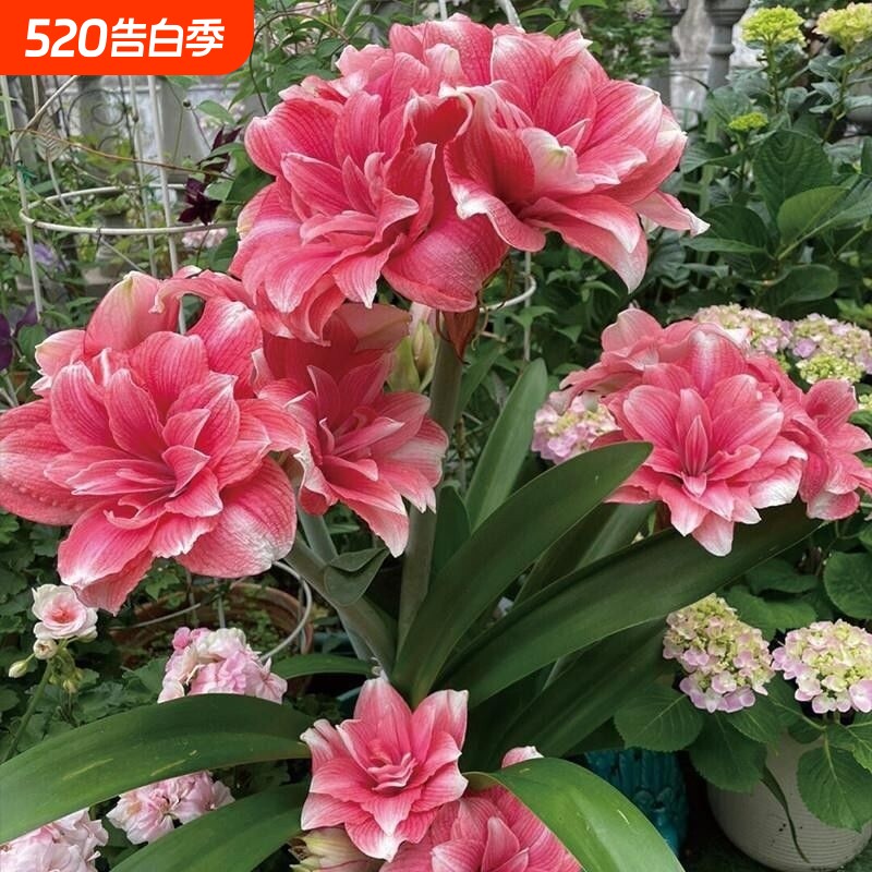 吸色朱顶红进口重瓣种球阿弗雷安吉拉盆栽花卉室内阳台绿植物好养