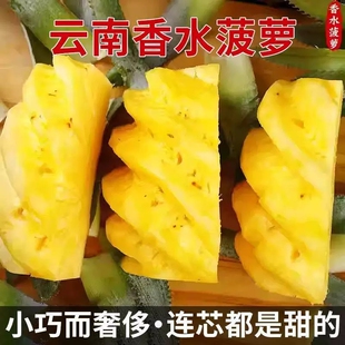 广东徐闻菠萝水果现摘当季香水菠萝新鲜凤梨湛江香脆小菠萝带箱
