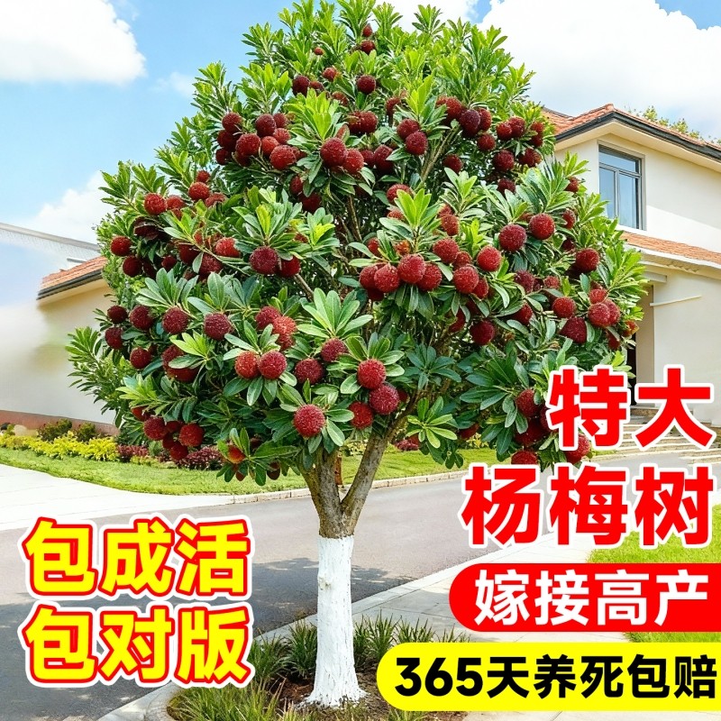 仙居东魁杨梅树苗带土带叶正宗嫁接苗高压扬梅苗果苗盆栽特大果树,鲜花速递/花卉仿真/绿植园艺,果树,淘宝优惠券,粉丝福利购,淘宝优惠卷