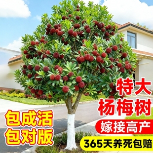 仙居东魁杨梅树苗带土带叶正宗嫁接苗高压扬梅苗果苗盆栽特大果树