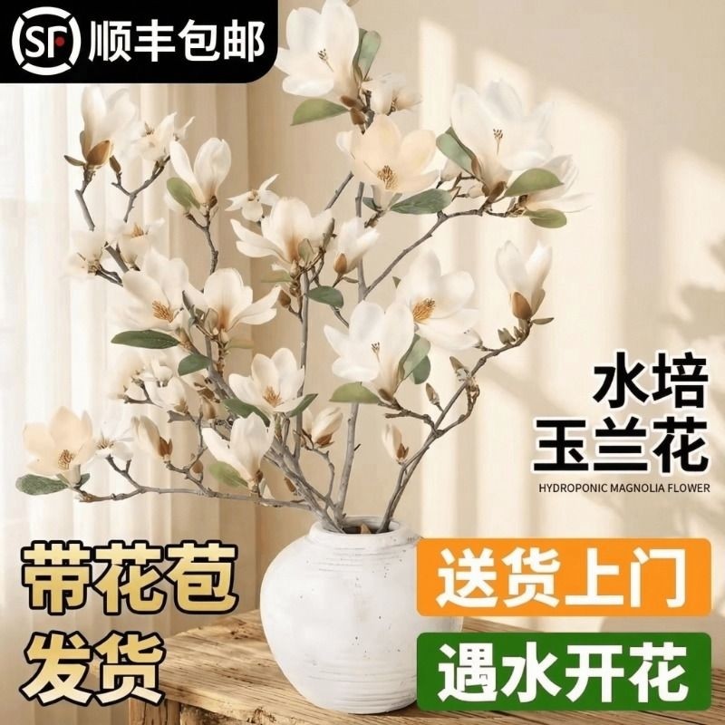 白玉兰花水培干枝鲜切带花苞鲜枝室内办公室植物四季绿植好养花卉