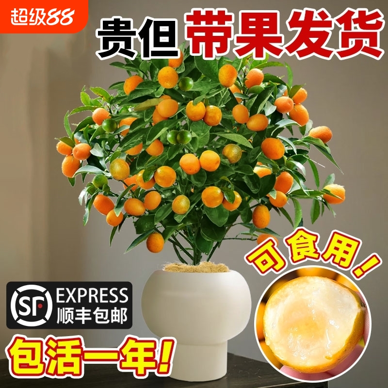 金桔树盆栽带果年桔可食用橘子树苗四季新年绿植物室内客厅年宵花