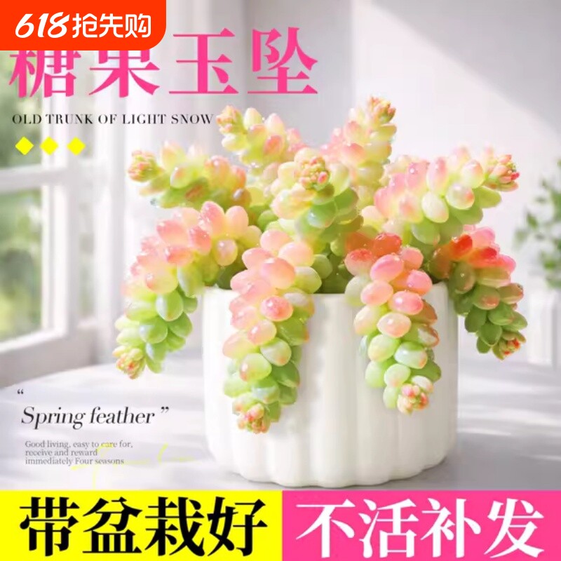 糖果新玉坠缀多肉植物室内小盆栽稀有品种好养水晶老桩阳台办公室