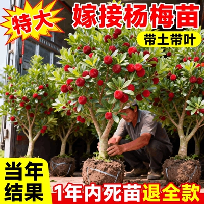 正宗东魁特大杨梅树苗仙居杨梅树嫁接苗南北方种植盆地栽当年结果