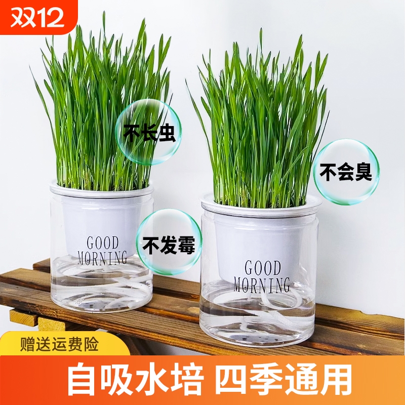 猫草盆栽种植盘|回头客超1000人