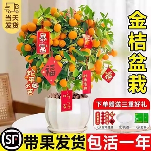 金桔树盆栽带果可食用室内四季脆皮橘子树苗客厅植物好养结果嫁接
