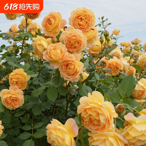 爬藤月季老桩四季开花蔷薇花苗盆栽玫瑰藤本花卉庭院耐寒甜梦王妃
