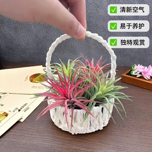 空气凤梨微景观组合创意桌面懒人绿植狐狸尾巴办公室新款无土植物