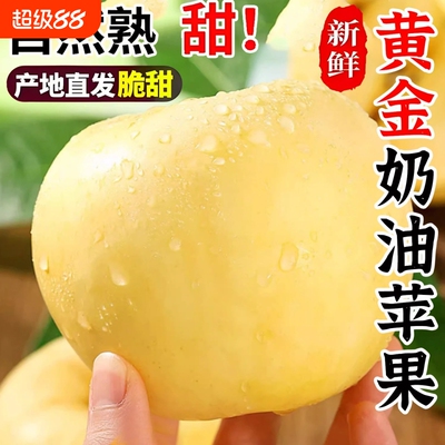 黄金奶油富士苹果山东烟台苹果脆甜多汁新鲜水果