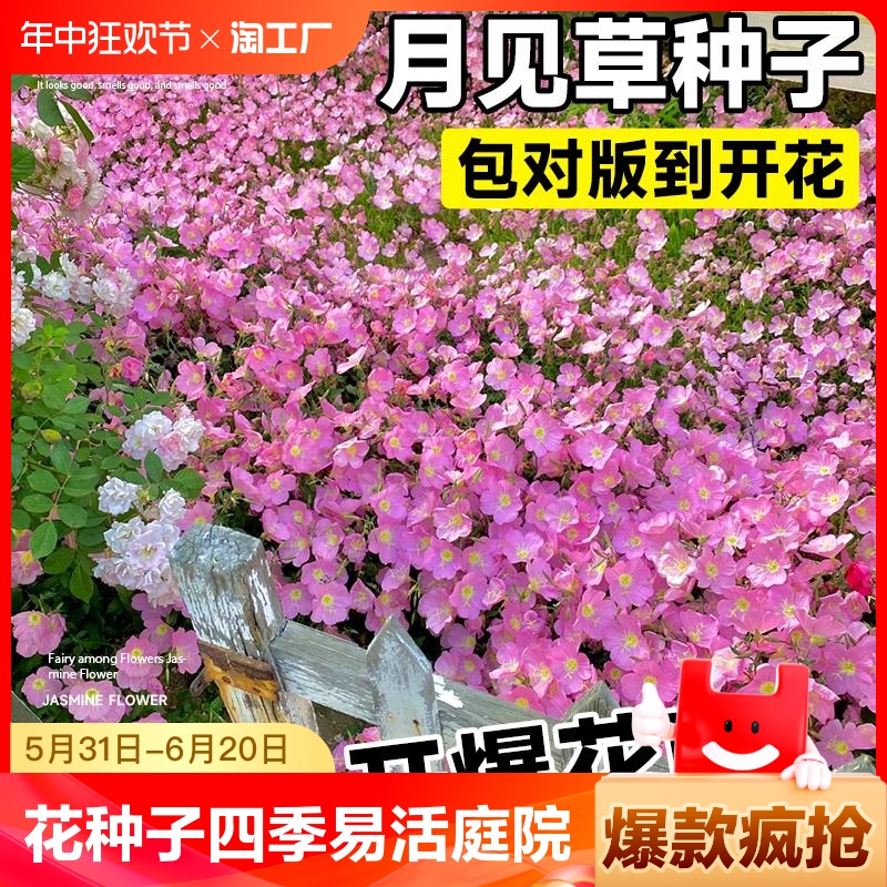 美丽月见草花种子四季播种开花种籽野花种子易活庭院室外阳台花卉 鲜花速递/花卉仿真/绿植园艺 家庭园艺种子 原图主图