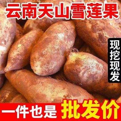 云南天山雪莲果新鲜红黄心脆甜多汁孕妇水果应季新鲜水果产地直发