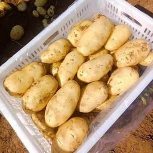贵州黄心土豆新鲜黄皮土豆10斤软糯香甜洋芋马铃薯现挖农家蔬菜