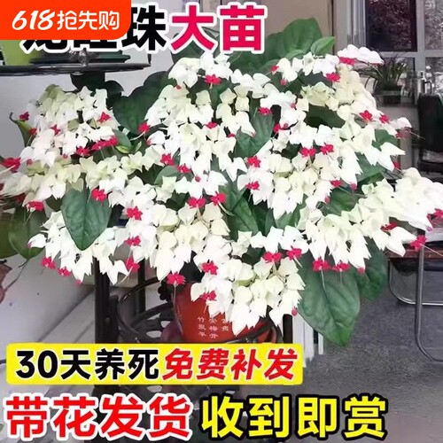 龙吐珠花盆栽带花苗老桩鲜花植物室内客厅阳台四季开花卉绿植蝴蝶
