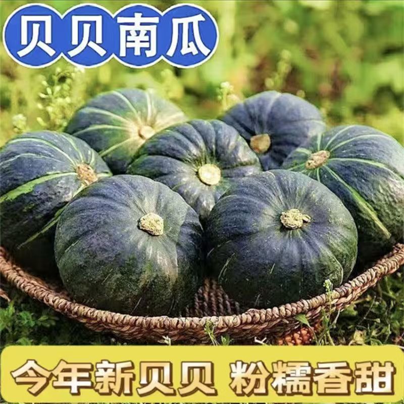 正宗贝贝南瓜板栗味小南瓜新鲜现摘孕妇宝宝辅食早餐老南瓜美味